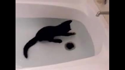 Crazy cat, loves water 