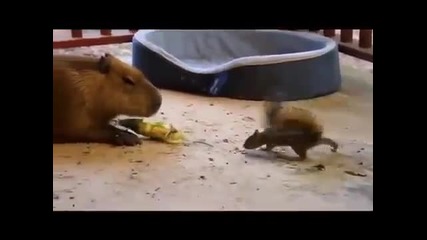 Малко и нахално!