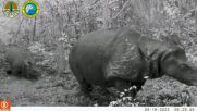 УМИЛИТЕЛНИ КАДРИ:Бебе носорог бе заснето да се разхожда с неговата майка (ВИДЕО)