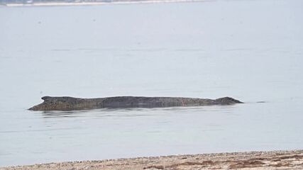 Кит заседна на брега на Балтийско море в Северна Германия
