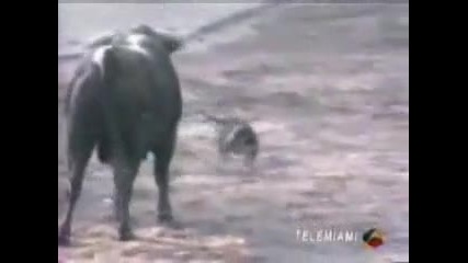Куче спасява човек за да не бъде убит от огромен бик