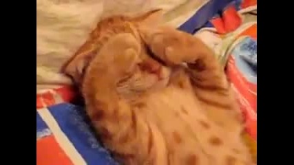 Котенце спи сладко - Тоша... 