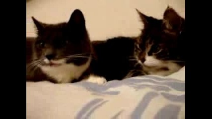 Две Котета, Които Много Се Обичат