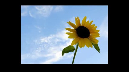 Fonzerelli - Dreaming of a Hot Summer Night