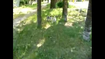 боричкане на хъскита