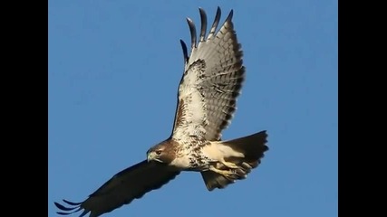 Четан Lutah ~ червени опашка Hawk ~ Arvel Bird