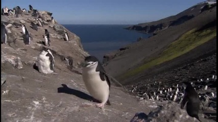 Антарктическите пингвини