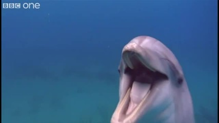 Дрогирани делфини(смях)