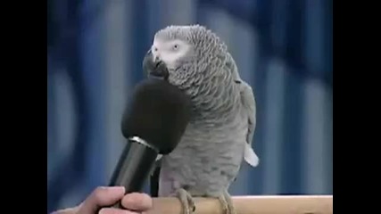 Нереалистично умен папагал