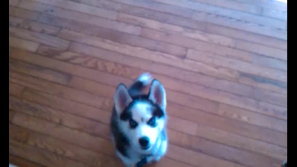 Baby husky Papi talks