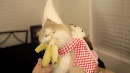 Коте хапва банан 