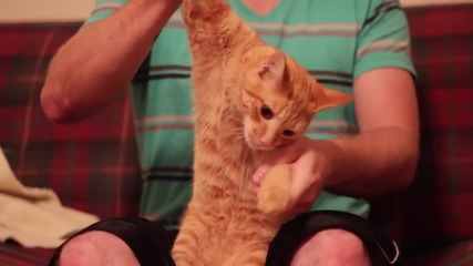 Dubstep Cat