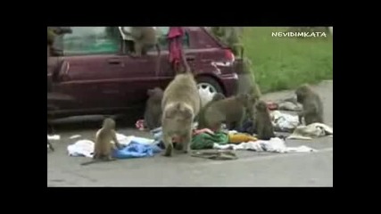 Маймуни Плячкосват Закъсали Пътници!