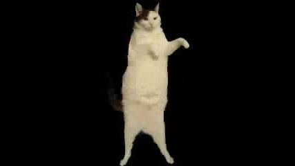Kitty Cat Dance - Котешки Танц -Много готино!