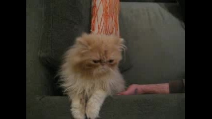 Muki