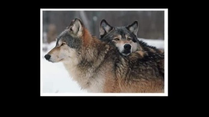 Wolf ;]