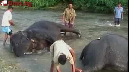 Ох баня, ох ...! Spa глезотии за слоновете в Бенгал 