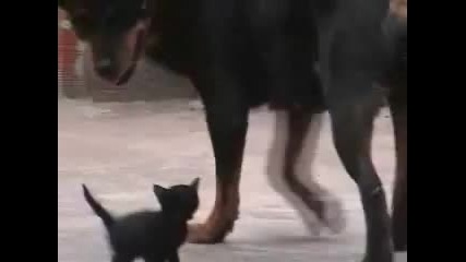 Ротвайлер vs малко котенце