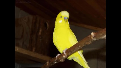 Roger Whittaker - Yellow Bird