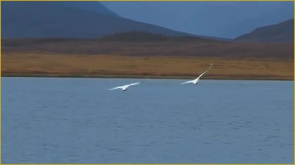The bird of love