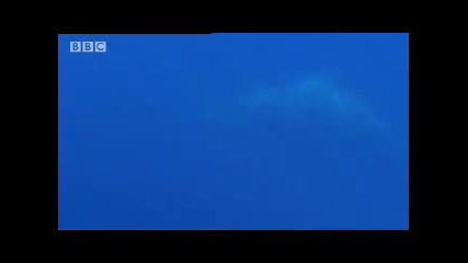Amazing nature - swimming with a whale! - extreme animals - Bbc wildlife