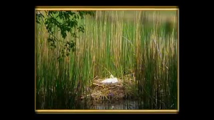 Edward Grieg - Morning