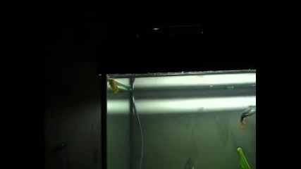 Аквариум с живородки