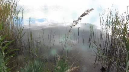 Prosto ponravilosy avtor rabotы Nadejda Fёdorova