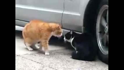 kitty