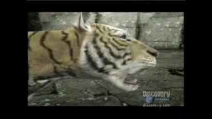 Тигър Срещу Лъв