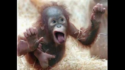 Monkey Funny Movie 2 :d :d :d