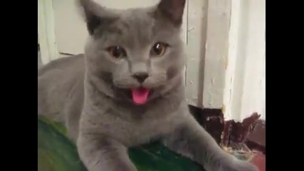 Коте диша като куче