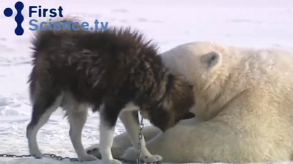 Приятелство между полярна мечка и хъски