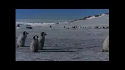 Baby Penguins First Steps