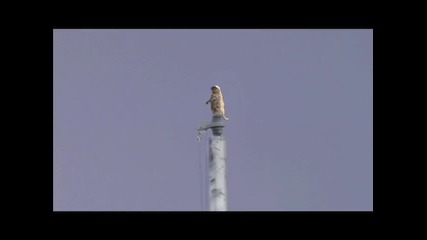 Dramatic Chipmunk in Dubai