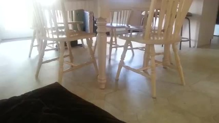 Коте се предвижва като нинджа