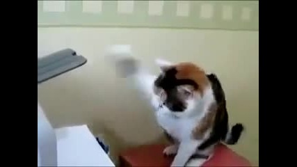 Kedi vs Printer