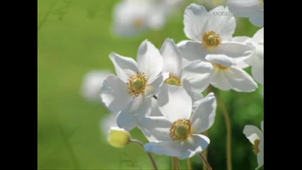 Бели мечти - Релаксираща музика 