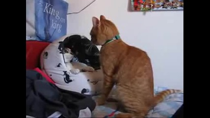 Бокс между котки
