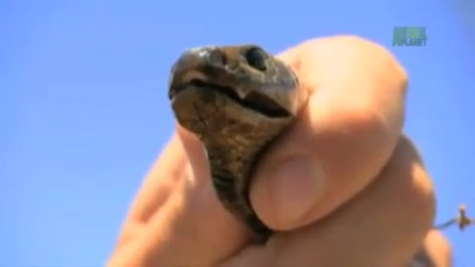 Corwins Quest - Inland Taipan 