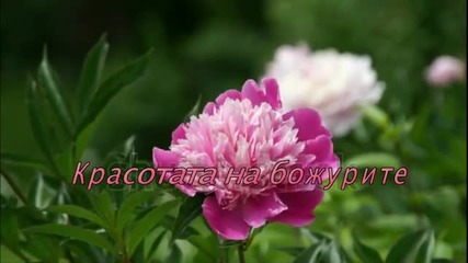 Красотата на божурите - (paeonia)