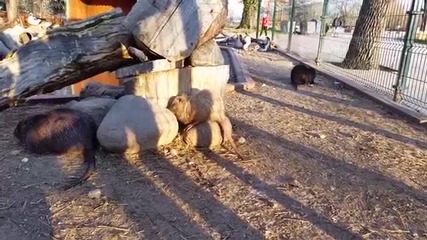 Full Hd видео със Samsung Galaxy S5