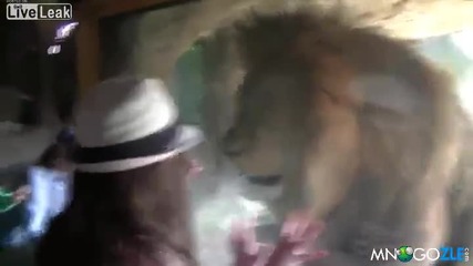 Лъв срещу момиченце
