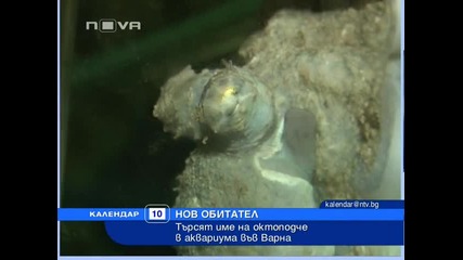 Малко октоподче във Варненския аквариум от Индийския Океан
