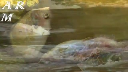 Wonderful Chill Out Relax Ambient Music David Schombert Earth
