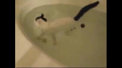 Bathing cat 