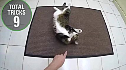 Котка прави 20 трикa за минута - световен рекорд за Книгата на Гинес