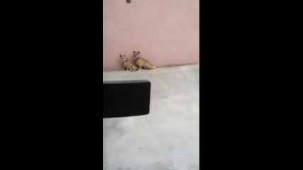 Какво прави това куче ?