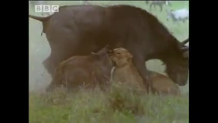 Bbc Grief and Loss - 5 Big Cats and a Camera 