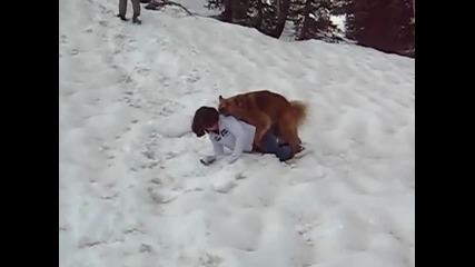sledding with the dog